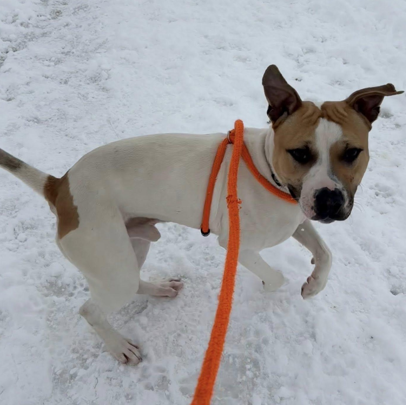 Enlarge Buddy, a ADOPTABLE Terrier in North Syracuse, NY image 3/3