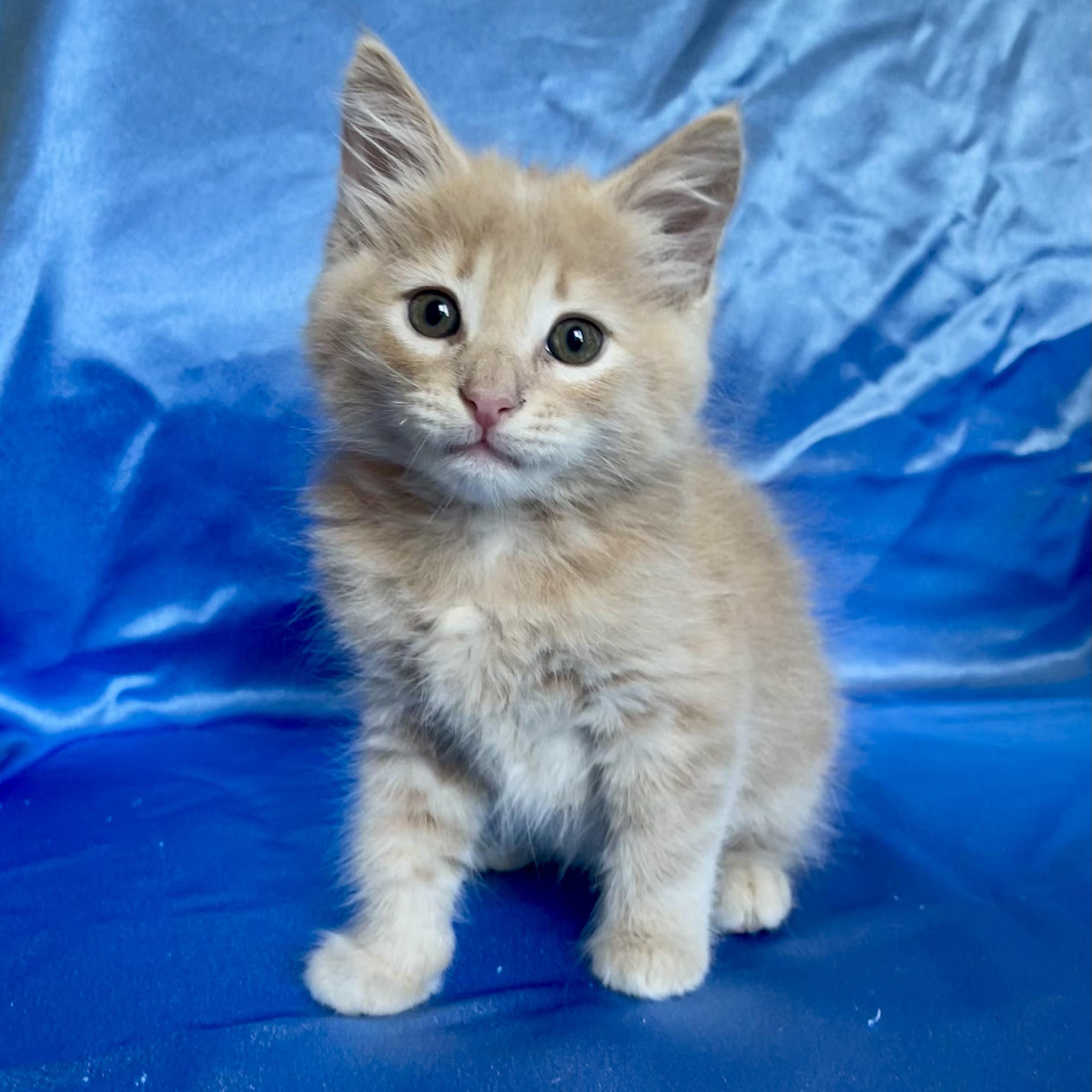 LUKE, an adopted Domestic Medium Hair in Rowland Heights, CA image 2/4