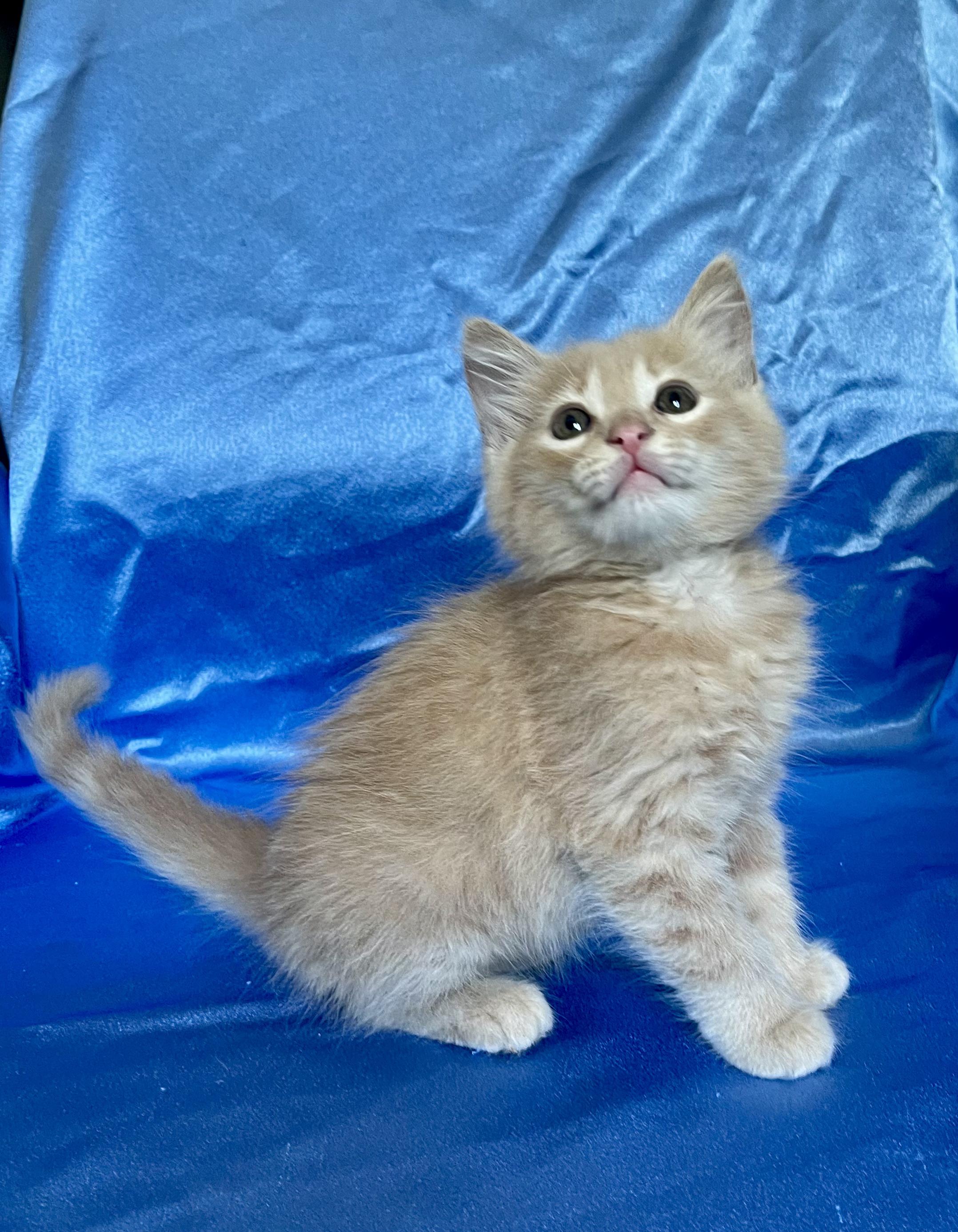 LUKE, an adopted Domestic Medium Hair in Rowland Heights, CA image 3/4