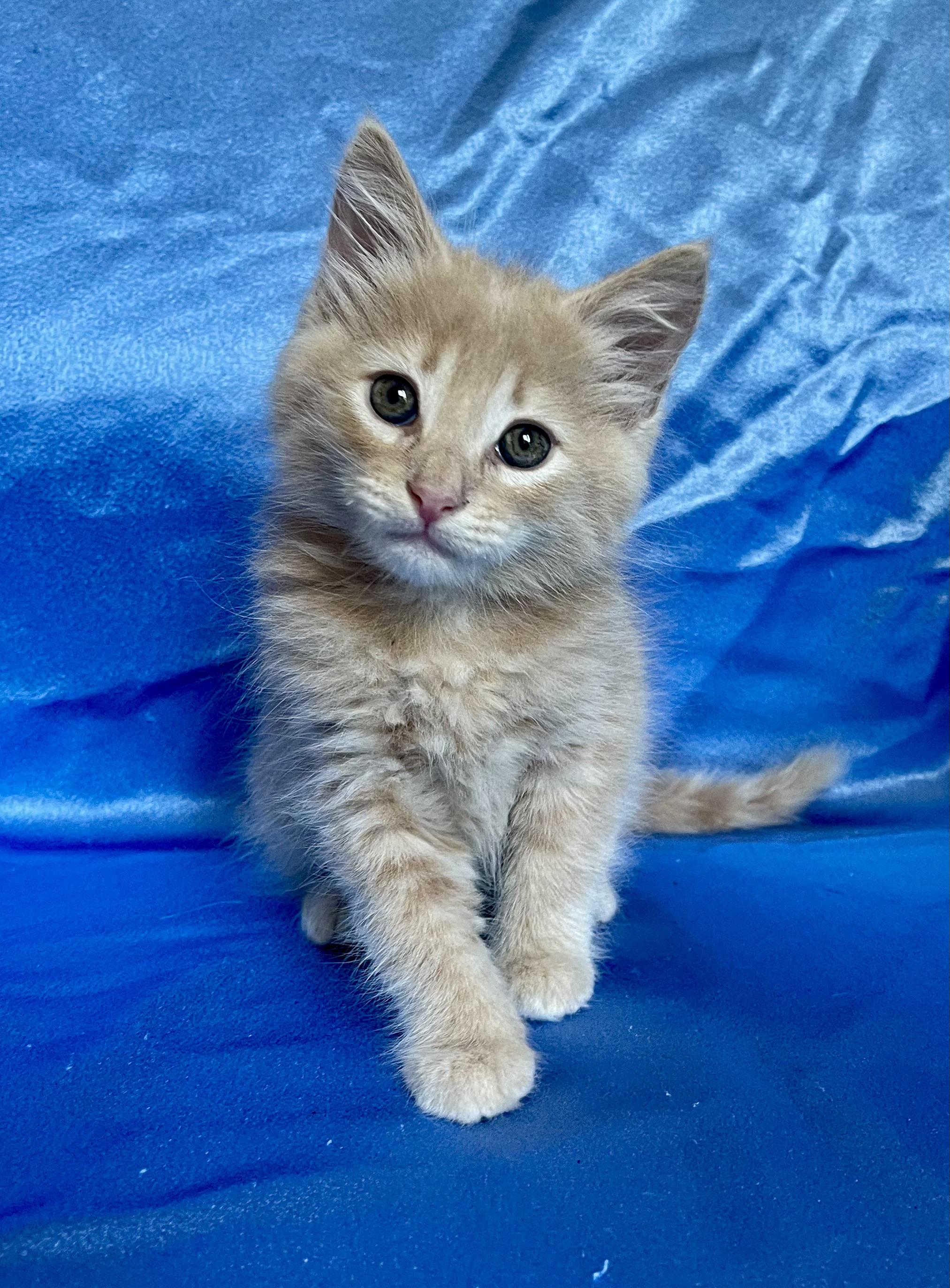 LUKE, adopted, Kitten Male Domestic Medium Hair.