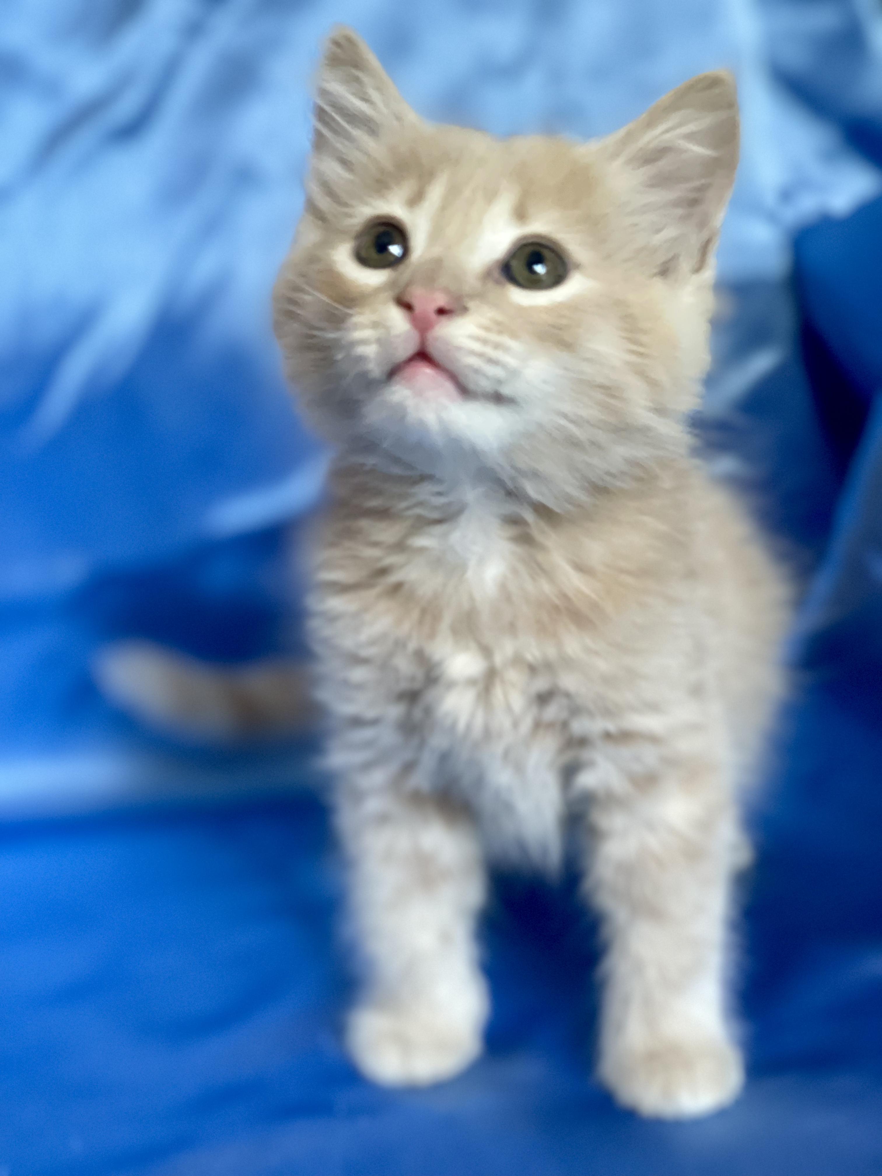 LUKE, an adopted Domestic Medium Hair in Rowland Heights, CA image 4/4