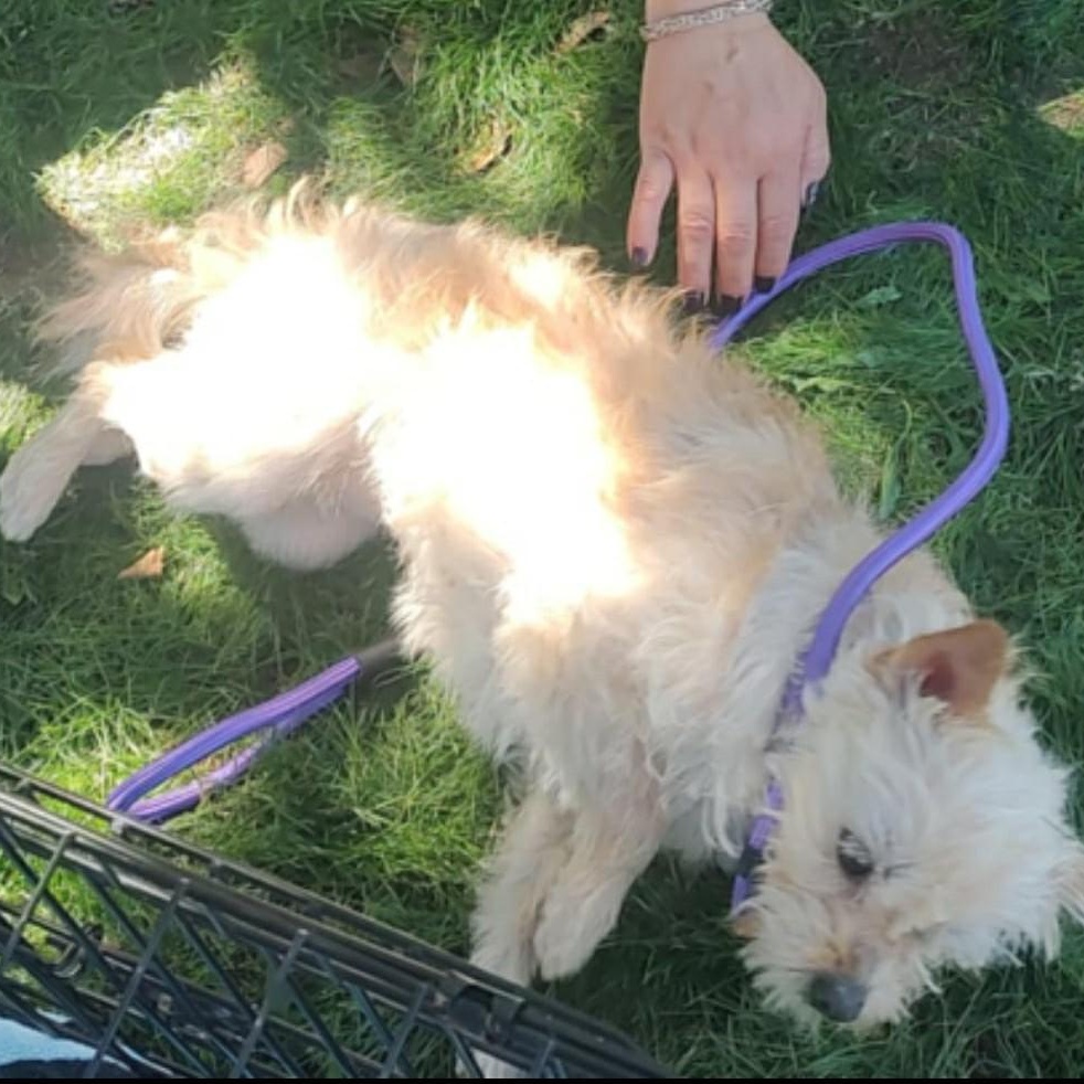 Enlarge Star, a Adoptable Glen of Imaal Terrier in Marana, AZ image 3/6