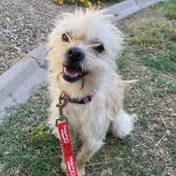 Enlarge Star, a Adoptable Glen of Imaal Terrier in Marana, AZ image 1/6