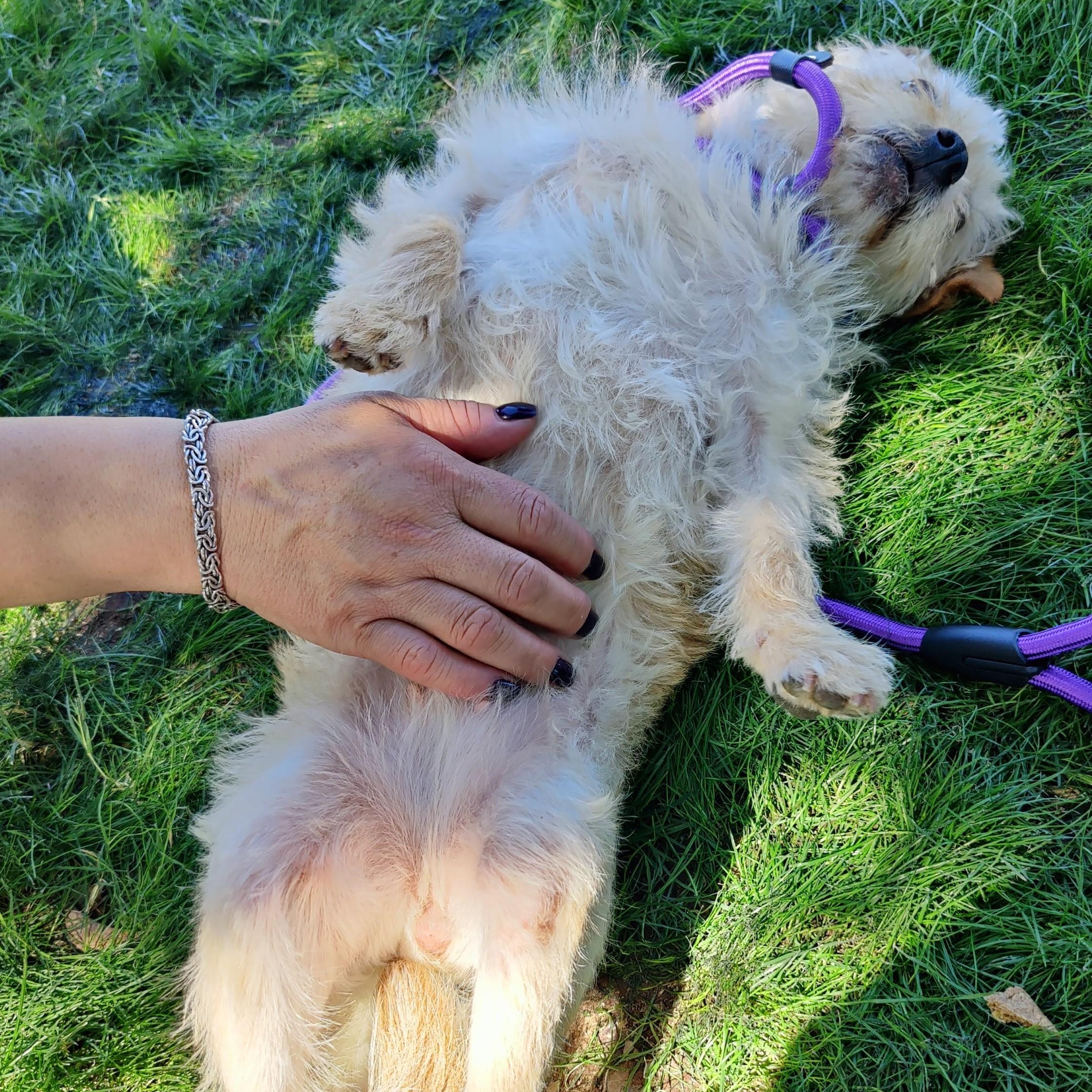 Enlarge Star, a Adoptable Glen of Imaal Terrier in Marana, AZ image 6/6