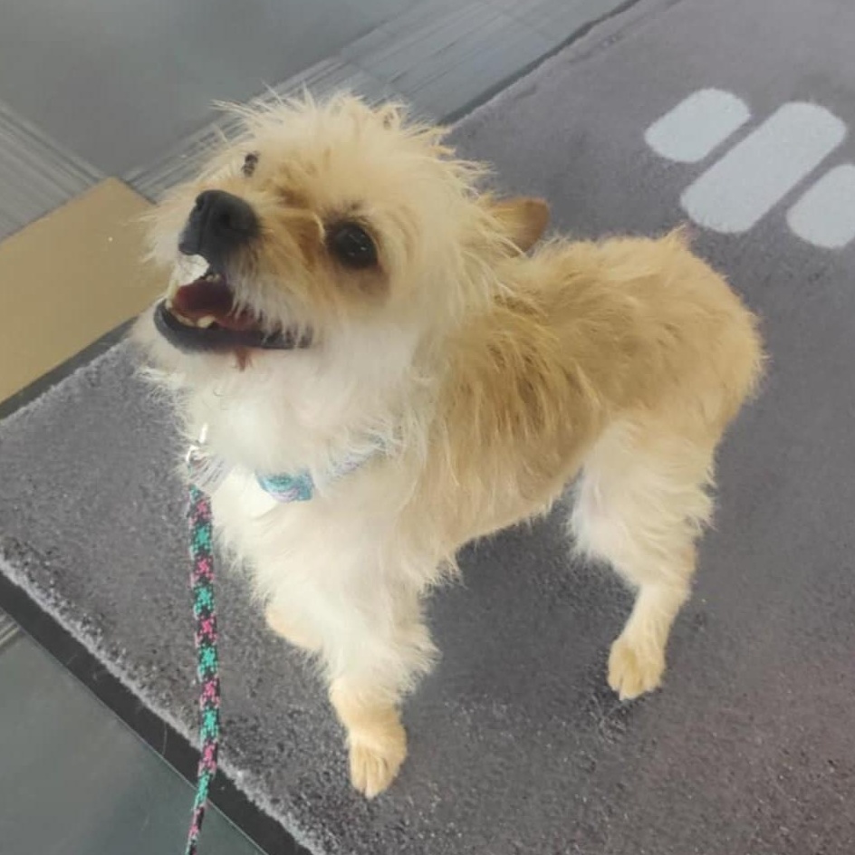 Enlarge Star, a Adoptable Glen of Imaal Terrier in Marana, AZ image 2/6