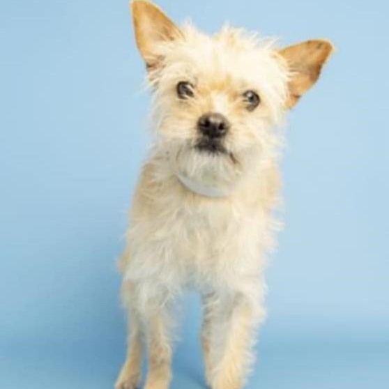Enlarge Star, a Adoptable Glen of Imaal Terrier in Marana, AZ image 4/6
