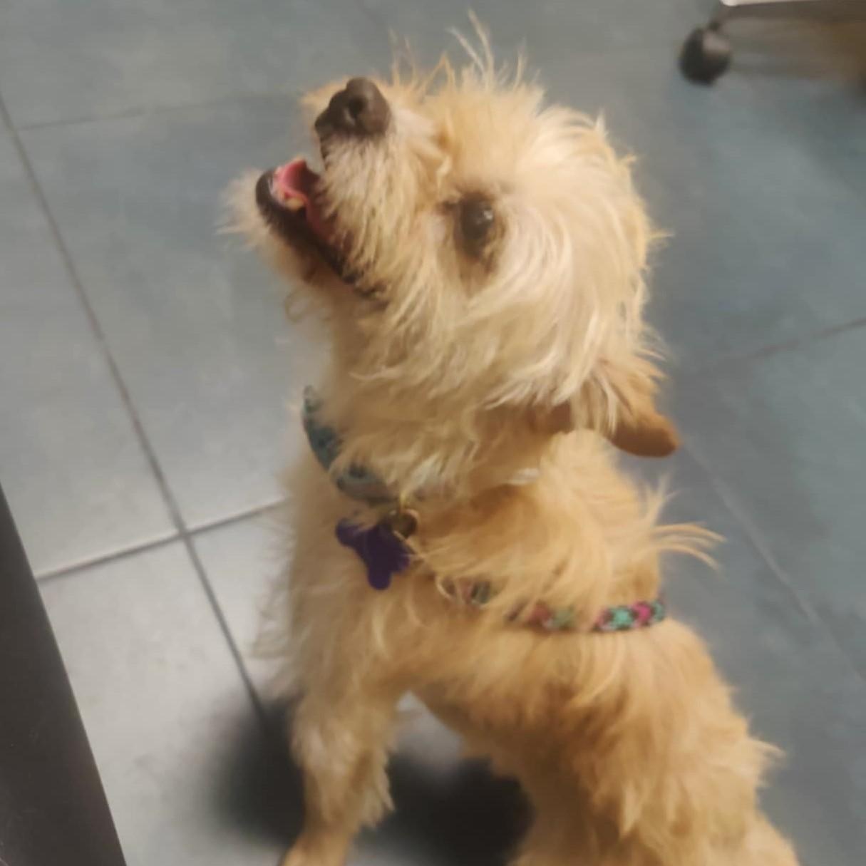 Enlarge Star, a Adoptable Glen of Imaal Terrier in Marana, AZ image 5/6