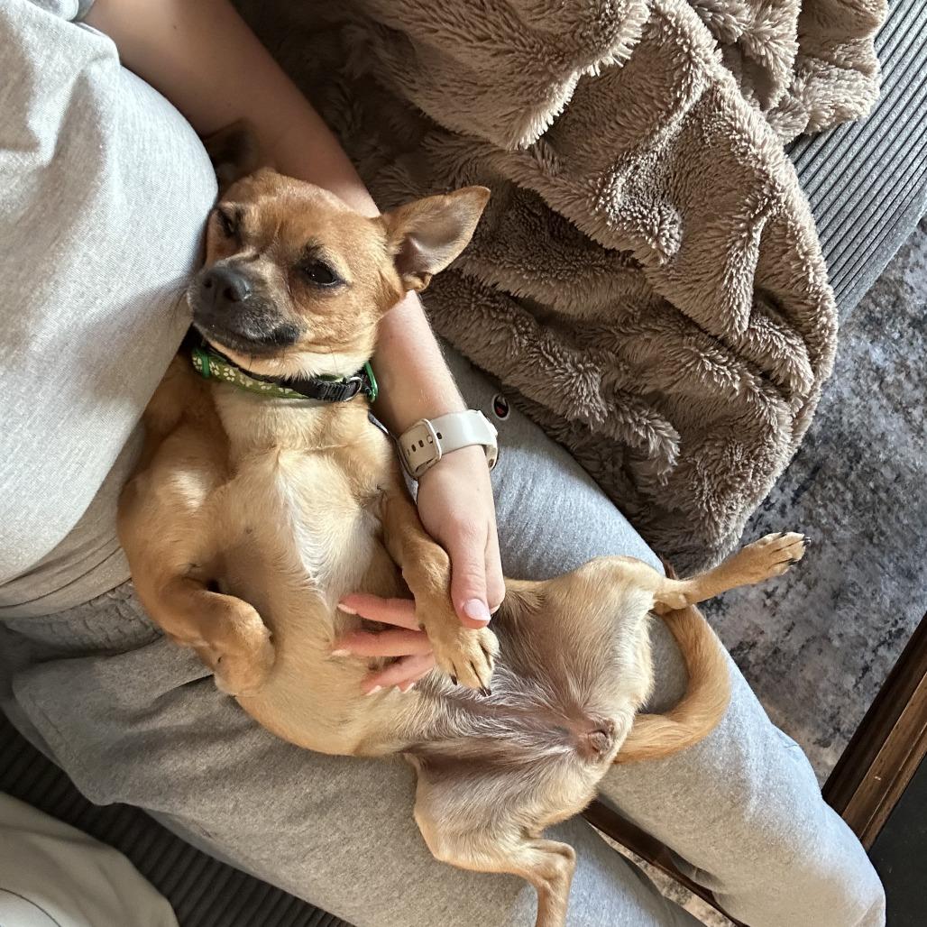 Fedora, Adoptable, Adult Female Chihuahua.