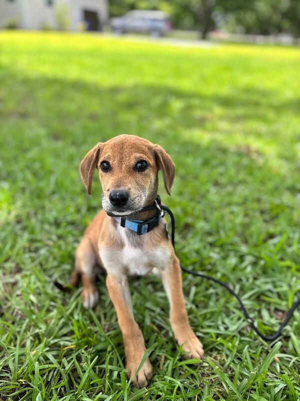 Enlarge Allison, a Adoptable mixed breed in Berkeley Heights, NJ image 1/6