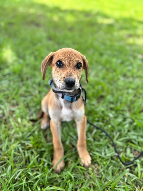 Enlarge Allison, a Adoptable mixed breed in Berkeley Heights, NJ image 2/6
