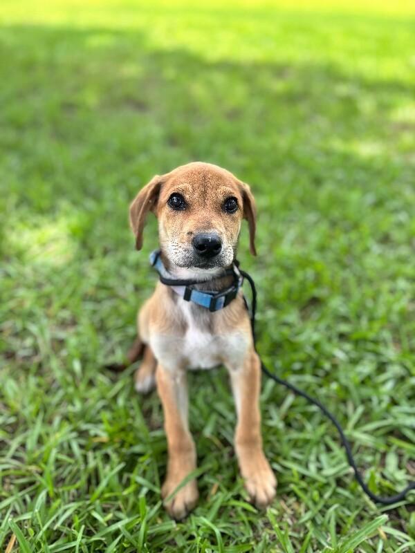 Enlarge Allison, a Adoptable mixed breed in Berkeley Heights, NJ image 3/6