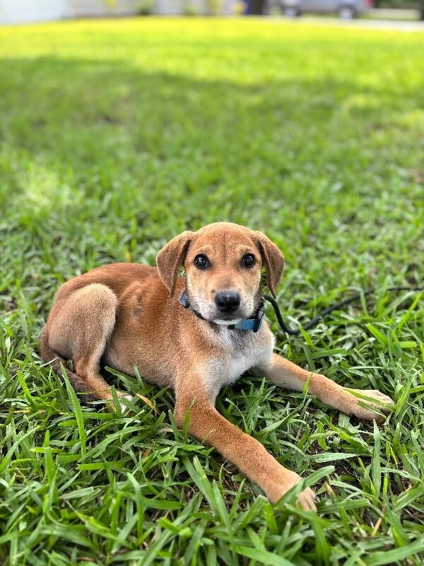 Enlarge Allison, a Adoptable mixed breed in Berkeley Heights, NJ image 5/6