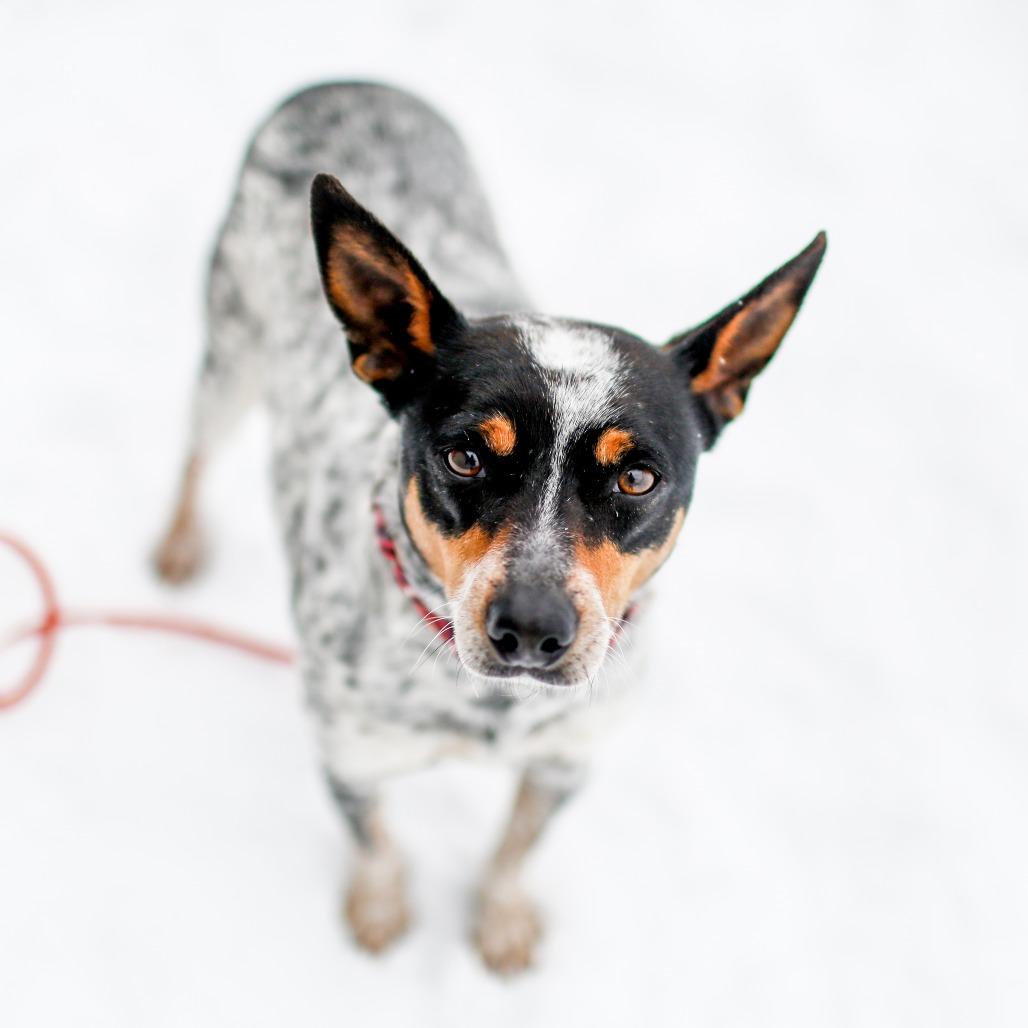 Enlarge Willie, a Adoptable Mixed Breed in Dover, NH image 1/5
