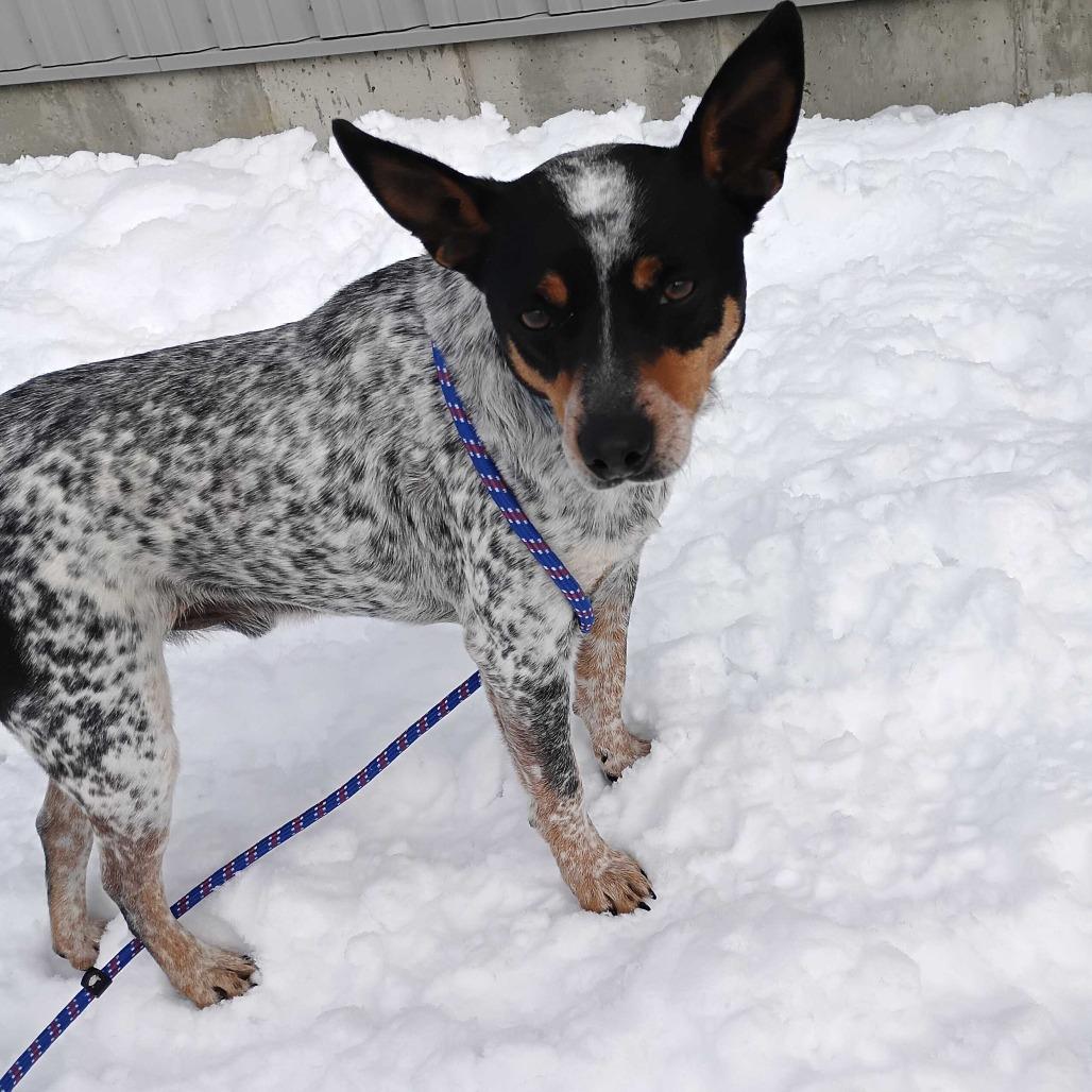 Enlarge Willie, a Adoptable Mixed Breed in Dover, NH image 2/5