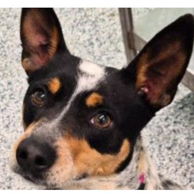 Enlarge Willie, a Adoptable Mixed Breed in Dover, NH image 3/5