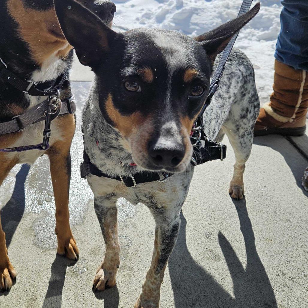 Enlarge Willie, a Adoptable Mixed Breed in Dover, NH image 5/5