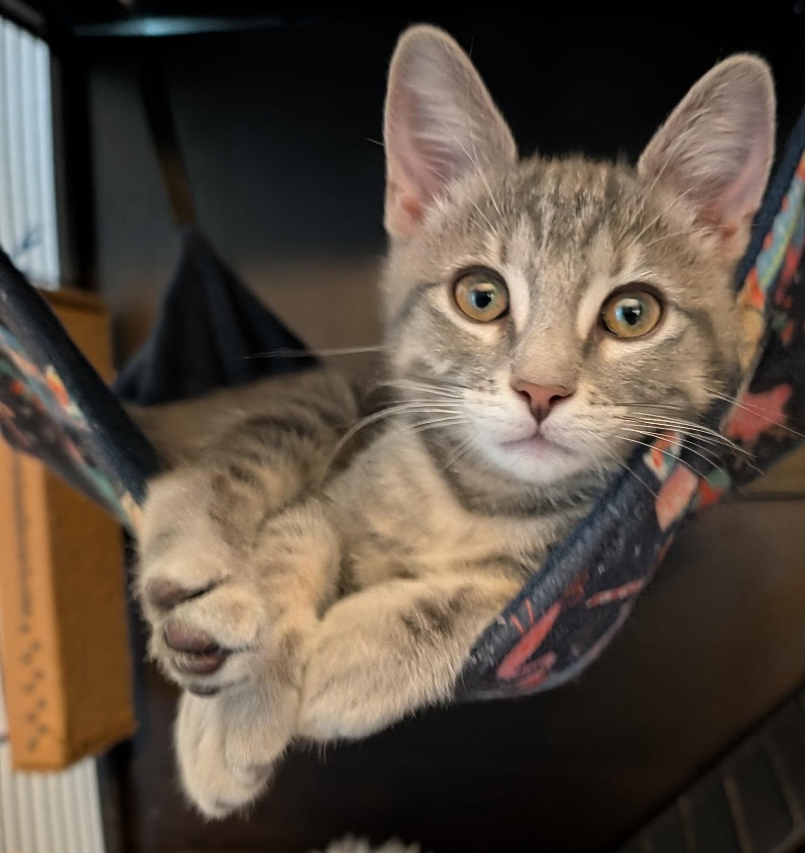Enlarge Mickey 7.17.26, a Adoptable Domestic Short Hair in Apopka, FL image 2/3