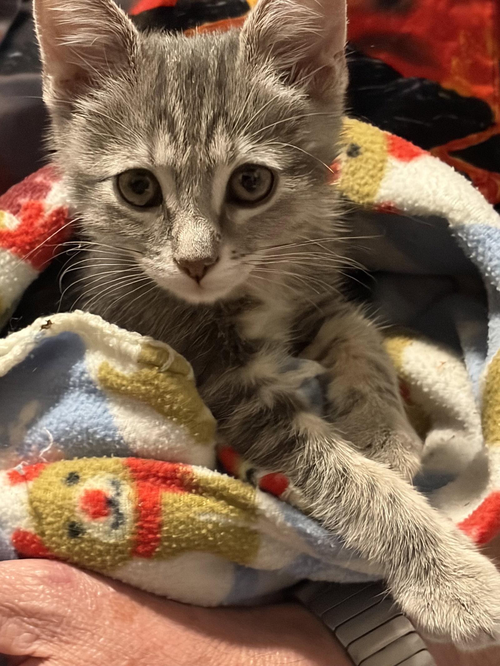 Enlarge Mickey 7.17.26, a Adoptable Domestic Short Hair in Apopka, FL image 3/3