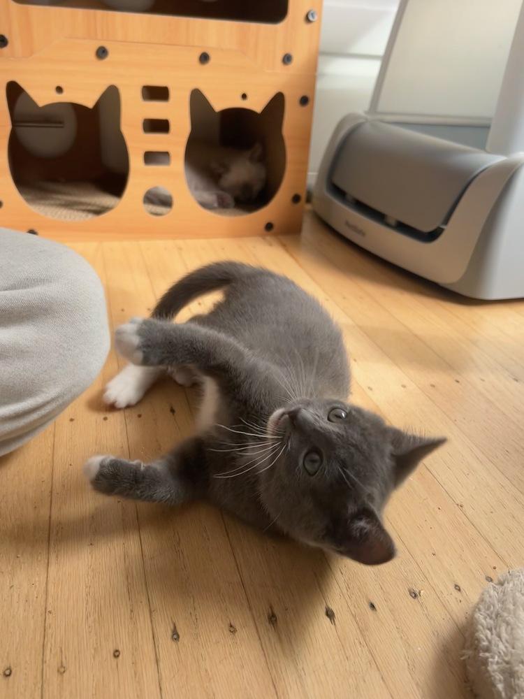 Yam (Potato), Adoptable, Kitten Female Domestic Short Hair.