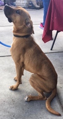 Rosco, an adoptable Boxer in San Luis, CO, 81152 | Photo Image 3