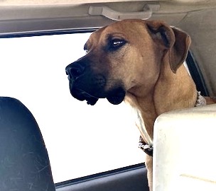 Enlarge Rosco, a Adoptable Boxer in San Luis, CO image 2/5