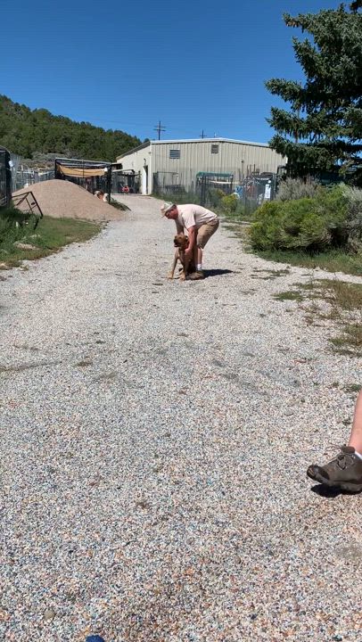 Enlarge Rosco, a Adoptable Boxer in San Luis, CO video 5/5