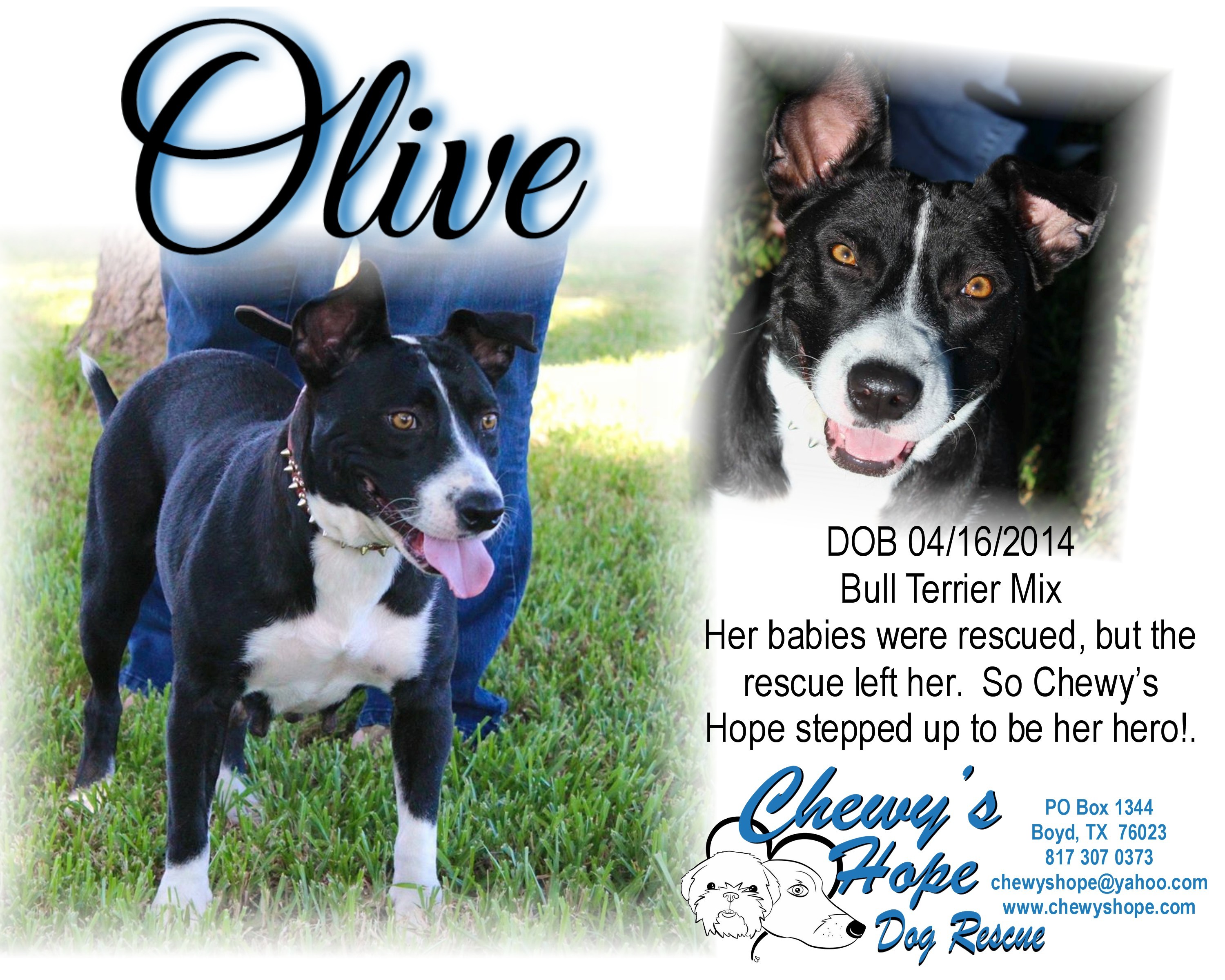 Olive, Adoptable, Adult Female American Staffordshire Terrier & Boxer.