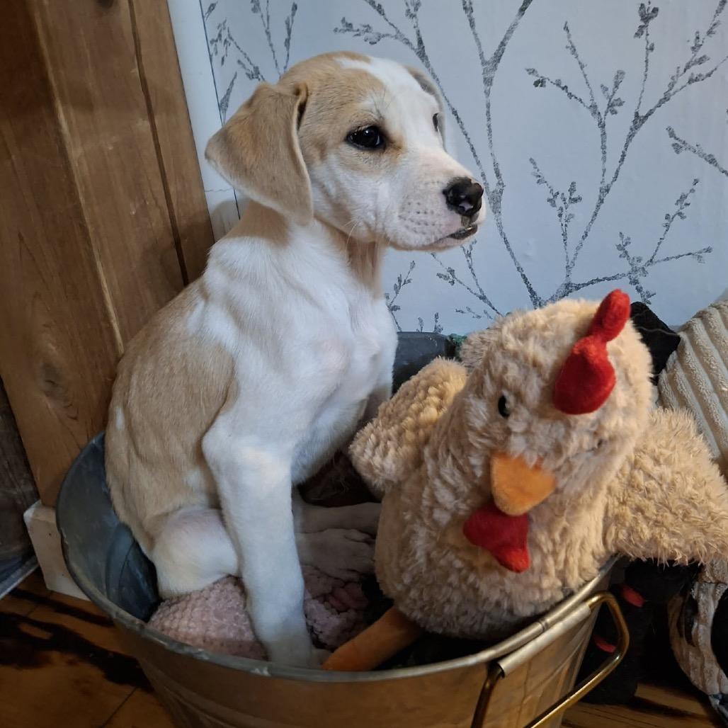 Nova, Adoptable, Puppy Female English Bulldog & Mixed Breed.