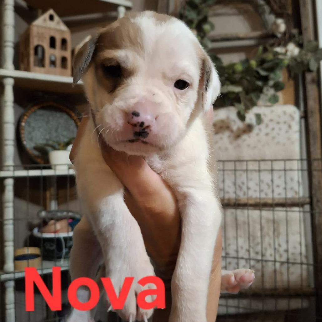 Enlarge Nova, a Adoptable mixed breed in Wadena, MN image 2/5