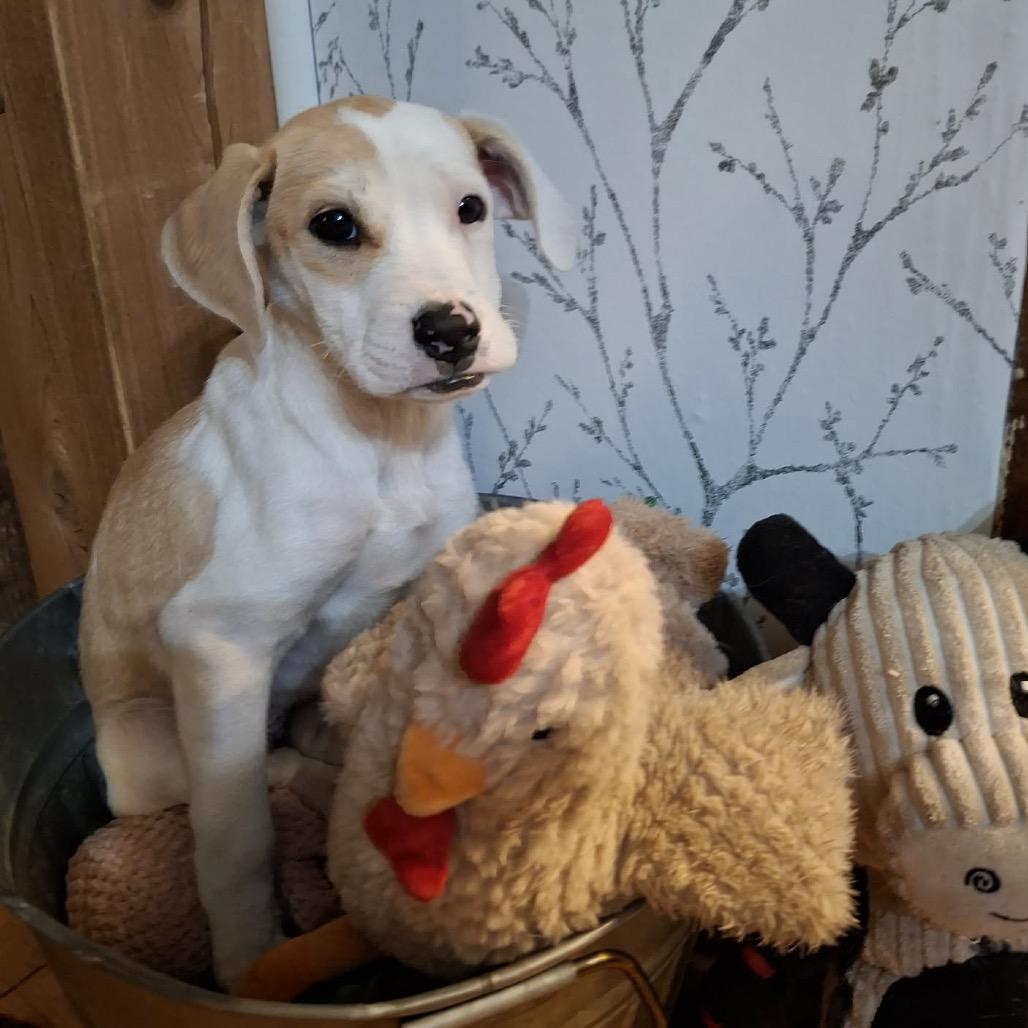 Enlarge Nova, a Adoptable mixed breed in Wadena, MN image 3/5