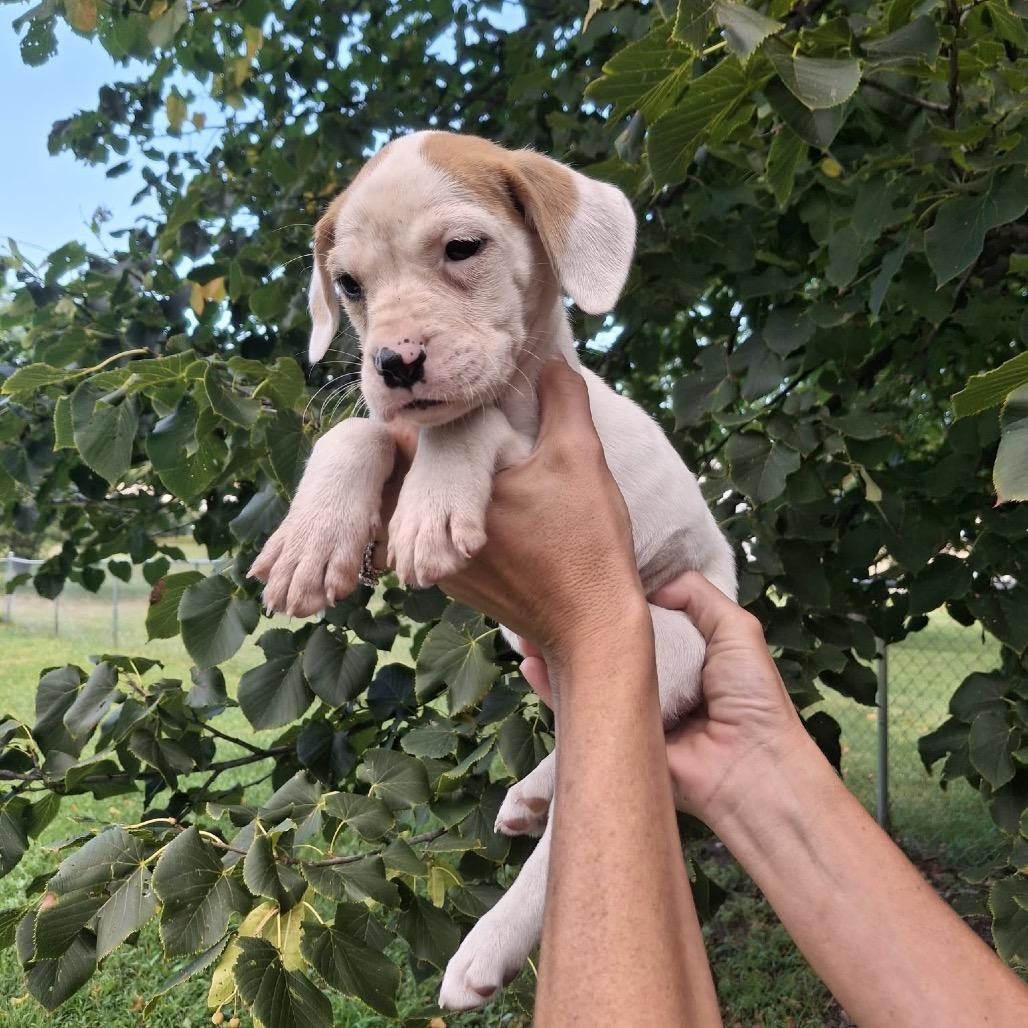 Enlarge Nova, a Adoptable mixed breed in Wadena, MN image 4/5