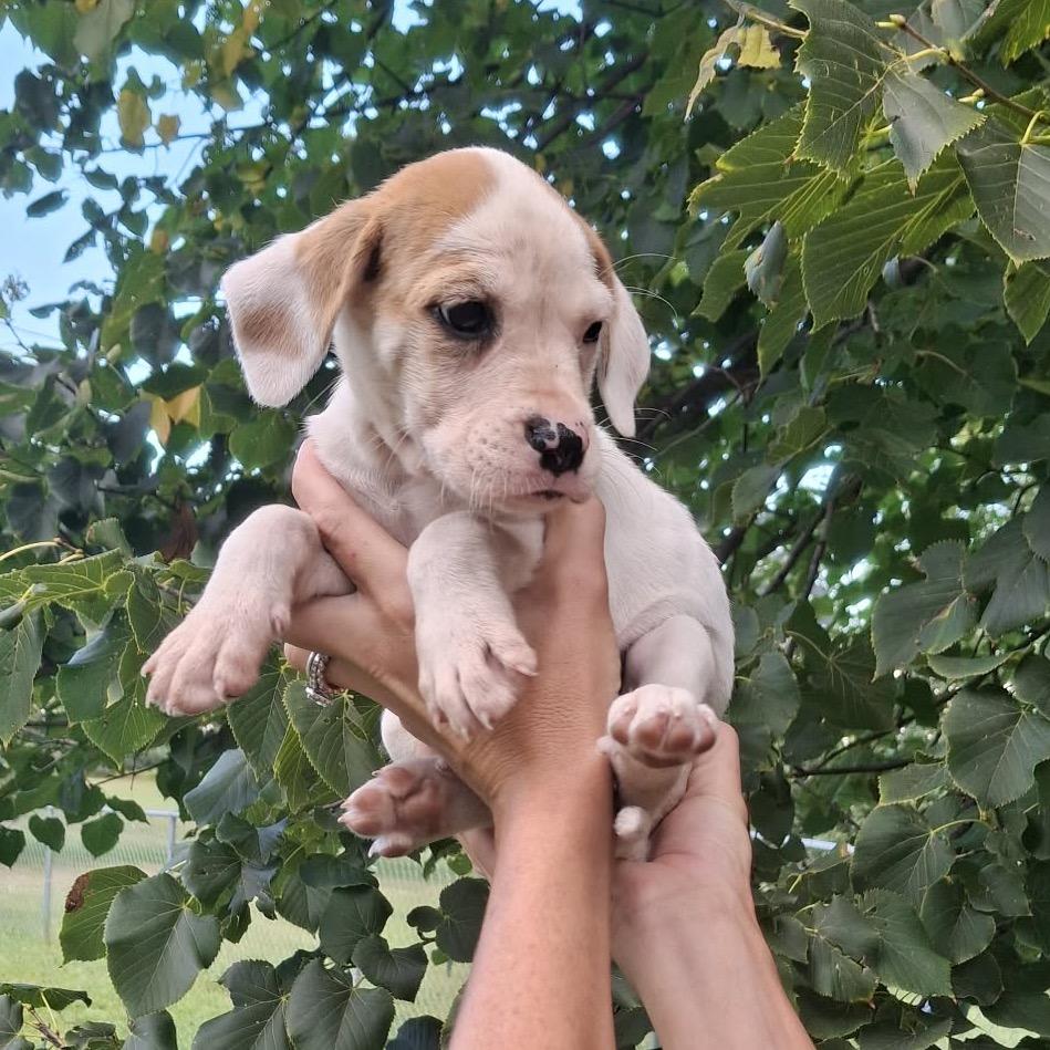 Enlarge Nova, a Adoptable mixed breed in Wadena, MN image 5/5