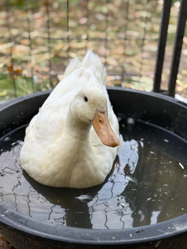 Enlarge Missy, a Adopted Duck in Eagle Mountain, UT image 1/1