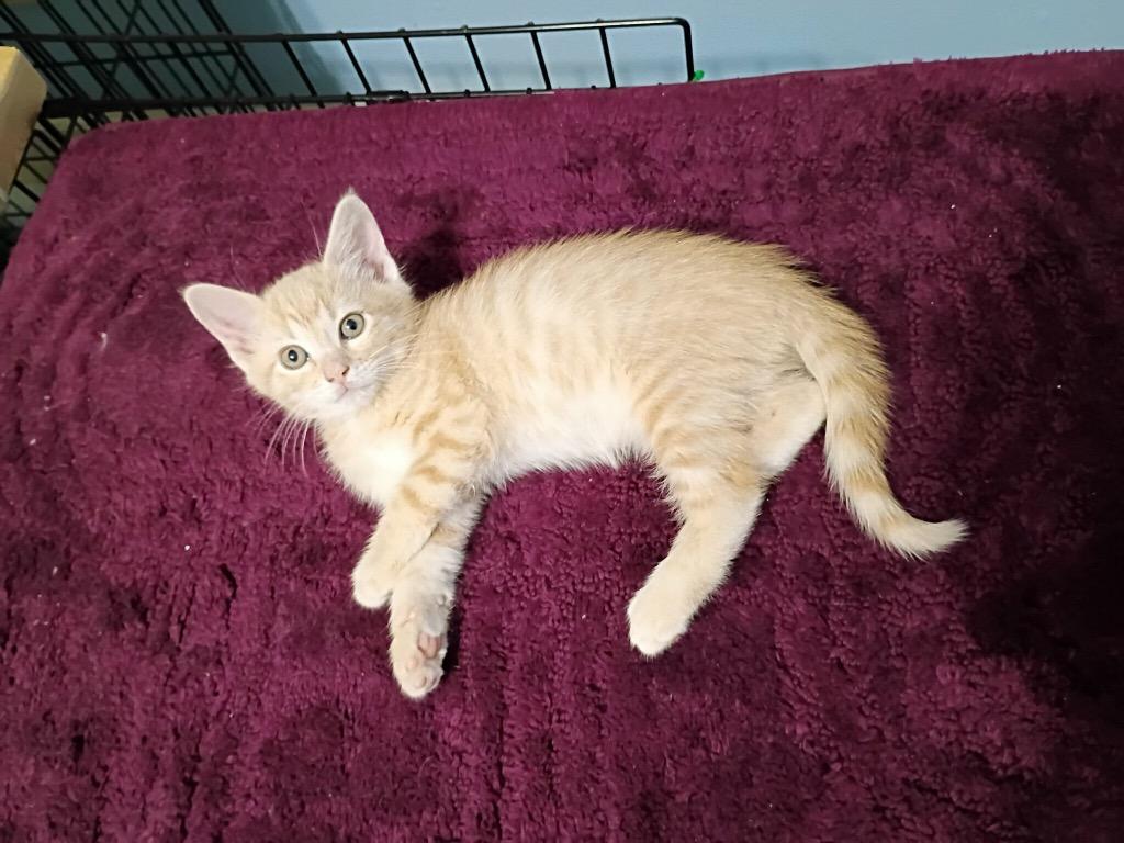 Charlie Brown, Adoptable, Kitten Male Domestic Short Hair.