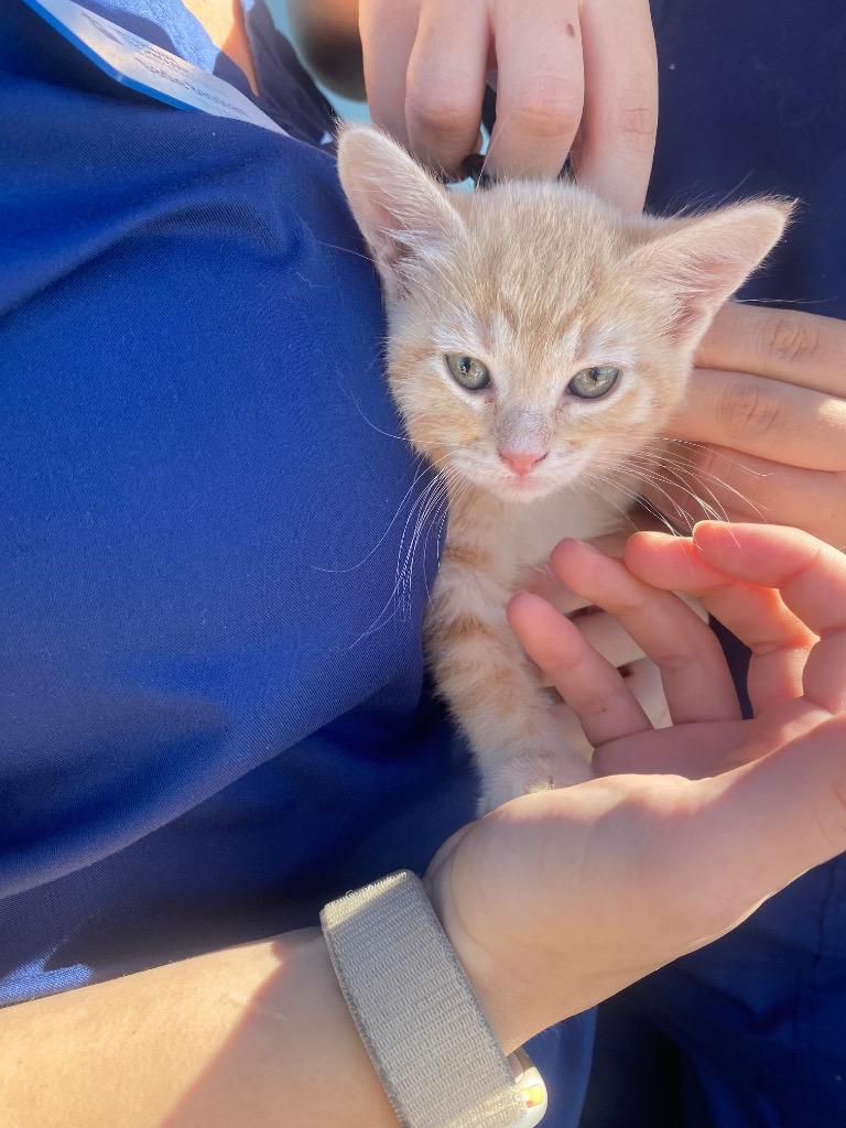 Enlarge Charlie Brown, a Adoptable mixed breed in College Station, TX image 2/3