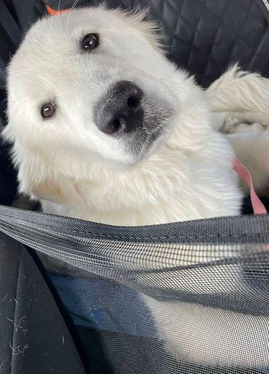Fluffster photo 2