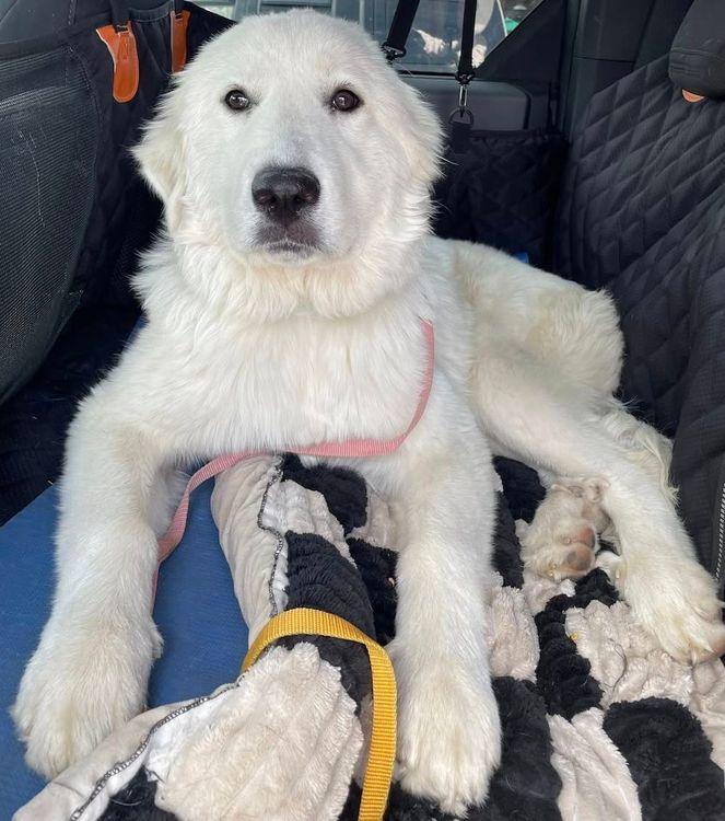 Fluffster