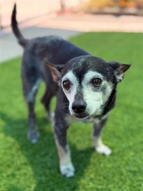 Enlarge CHICO, a Adoptable Chihuahua in Agoura, CA image 1/1