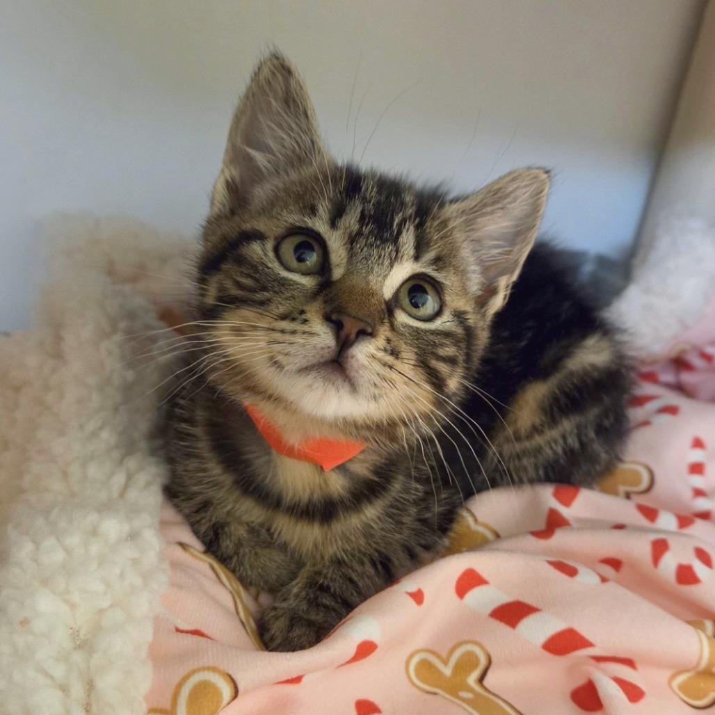 Olivia, Adoptable, Kitten Female Domestic Short Hair.