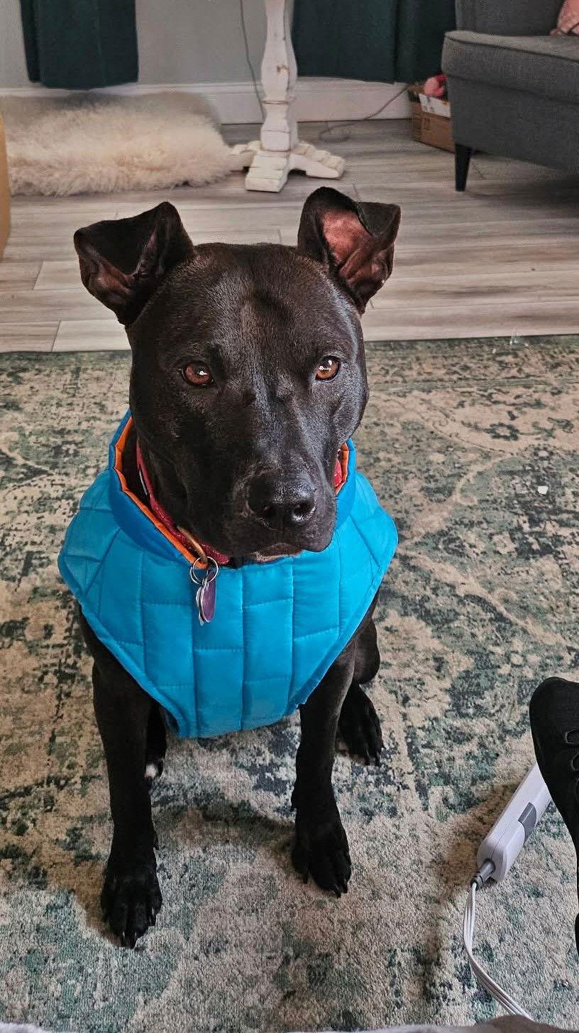 Buddy, Adoptable, Adult Male Black Labrador Retriever.