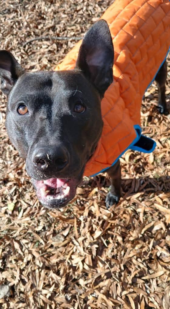 Enlarge Buddy, a Adoptable Black Labrador Retriever in Holly Springs, NC image 2/3