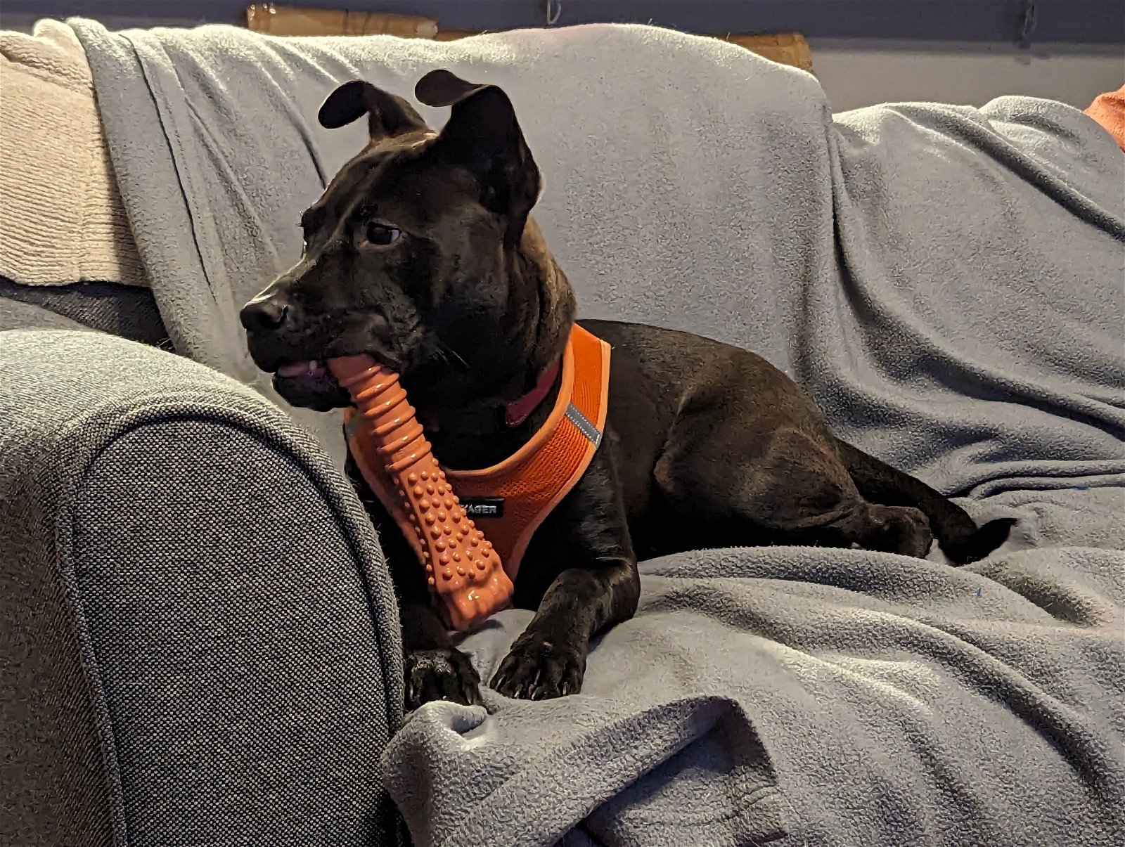 Buddy photo 3