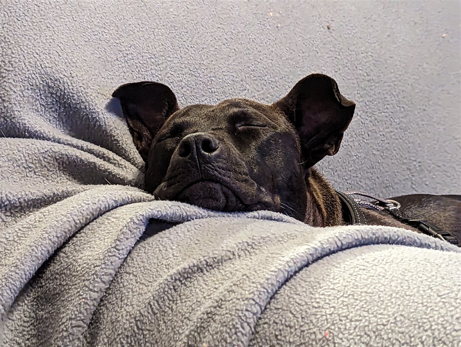 Buddy photo 2