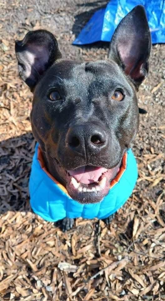 Enlarge Buddy, a Adoptable Black Labrador Retriever in Holly Springs, NC image 3/3
