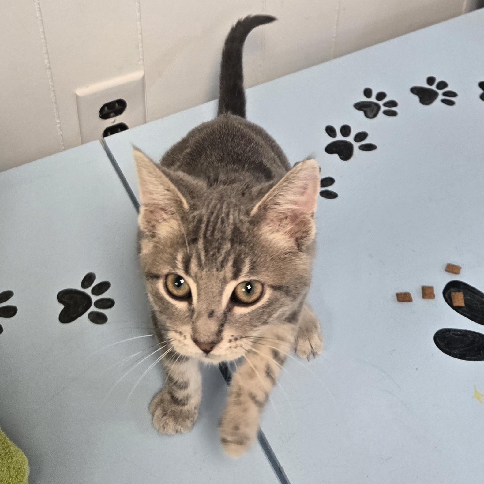 Kismet , an adopted Domestic Short Hair in Xenia , OH image 3/6