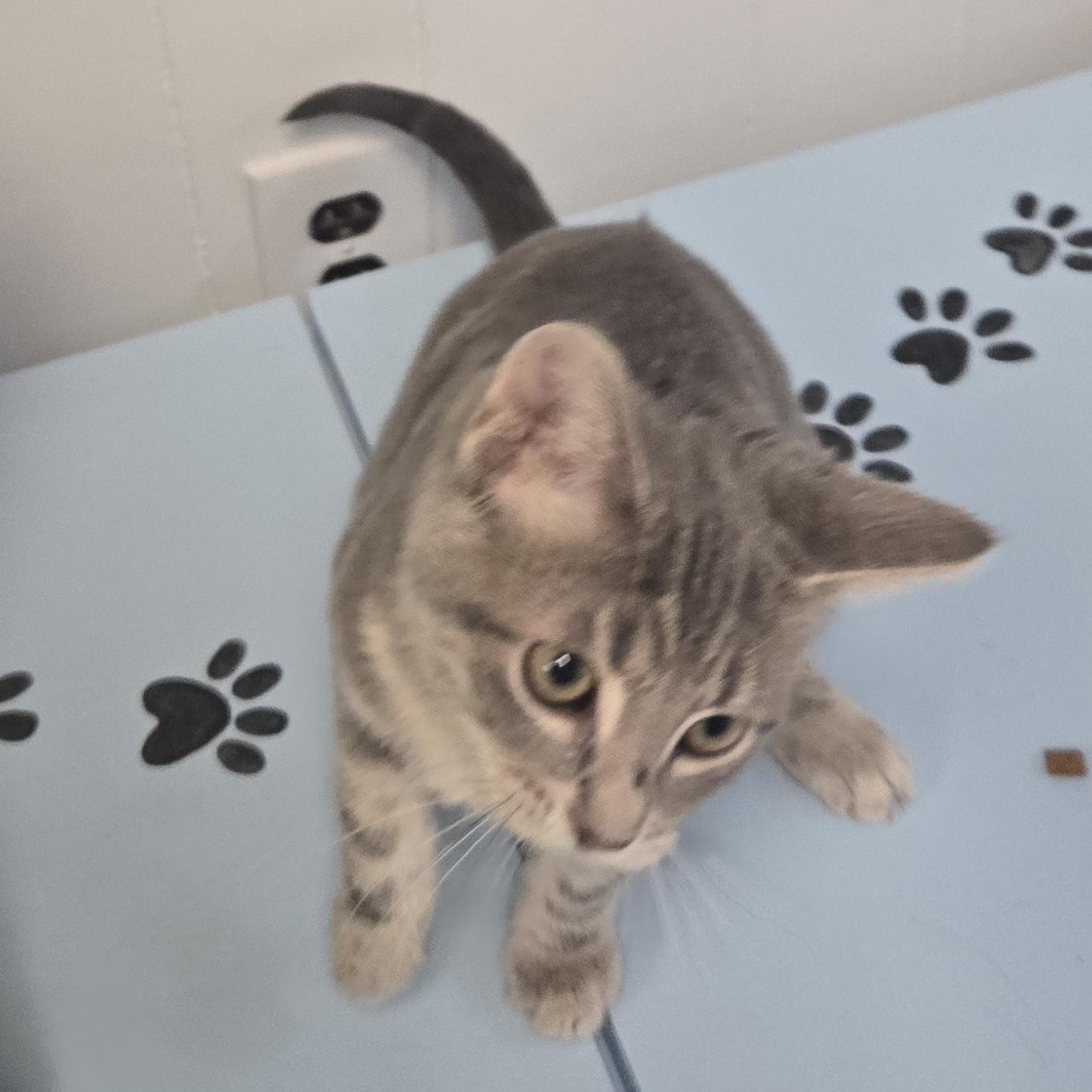 Kismet , an adopted Domestic Short Hair in Xenia , OH image 5/6