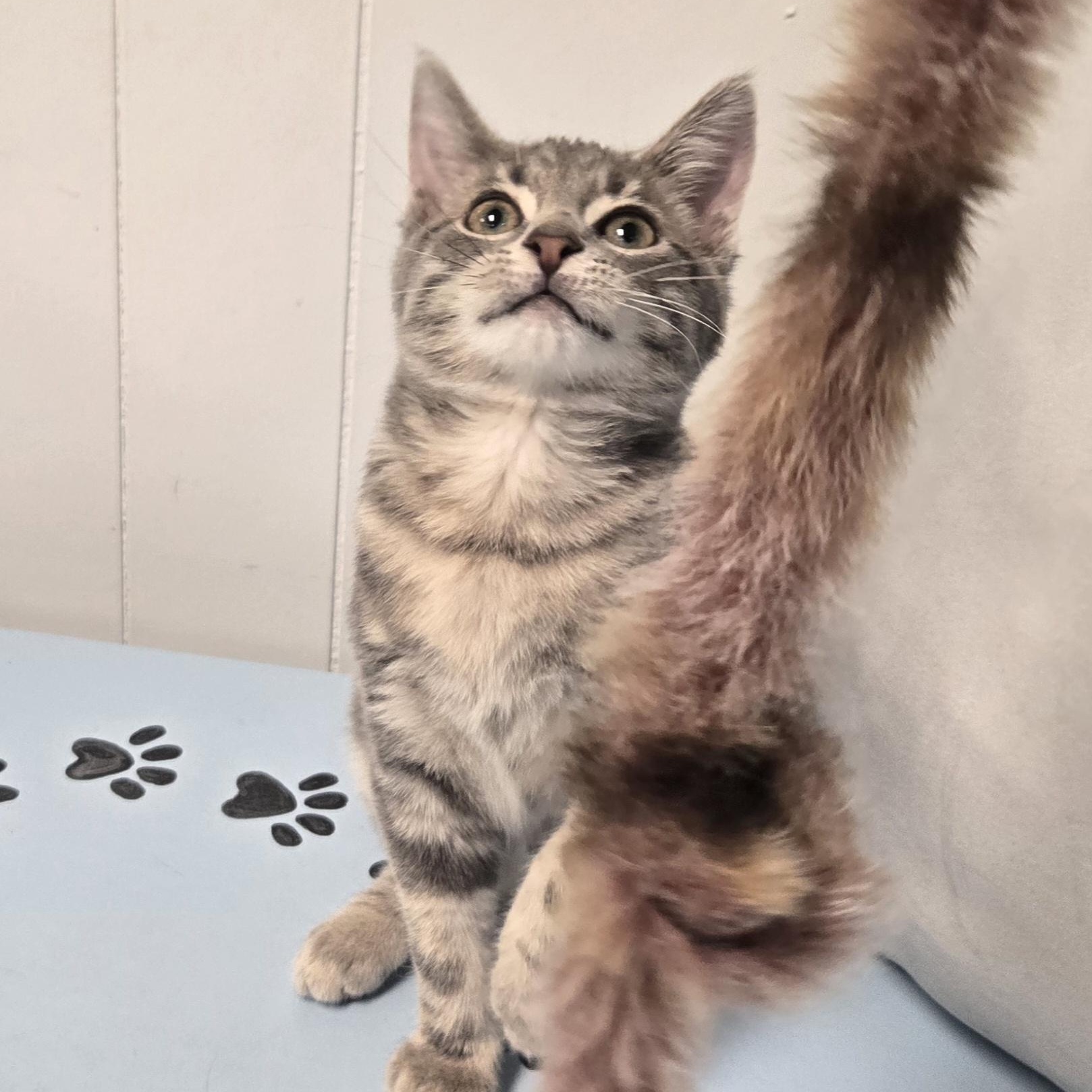 Kismet , an adopted Domestic Short Hair in Xenia , OH image 2/6