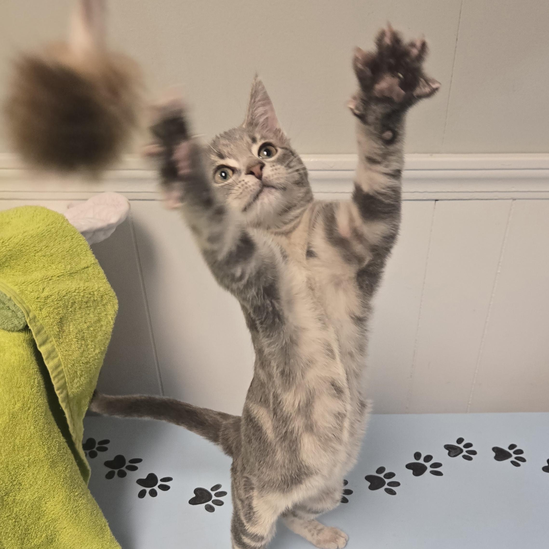 Kismet , an adopted Domestic Short Hair in Xenia , OH image 1/6