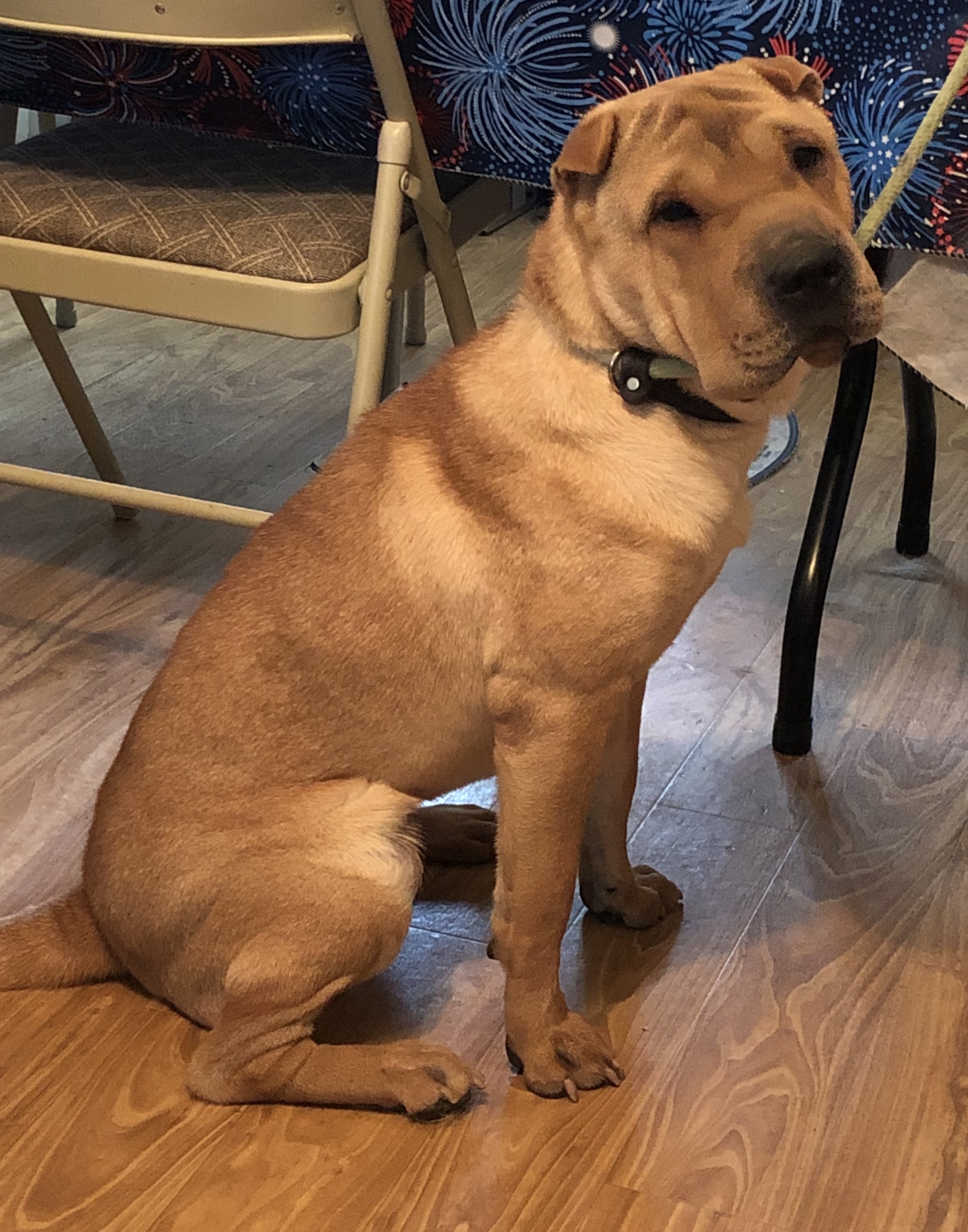Enlarge Kenzi, a Adoptable Shar-Pei in Lancaster, PA image 1/3