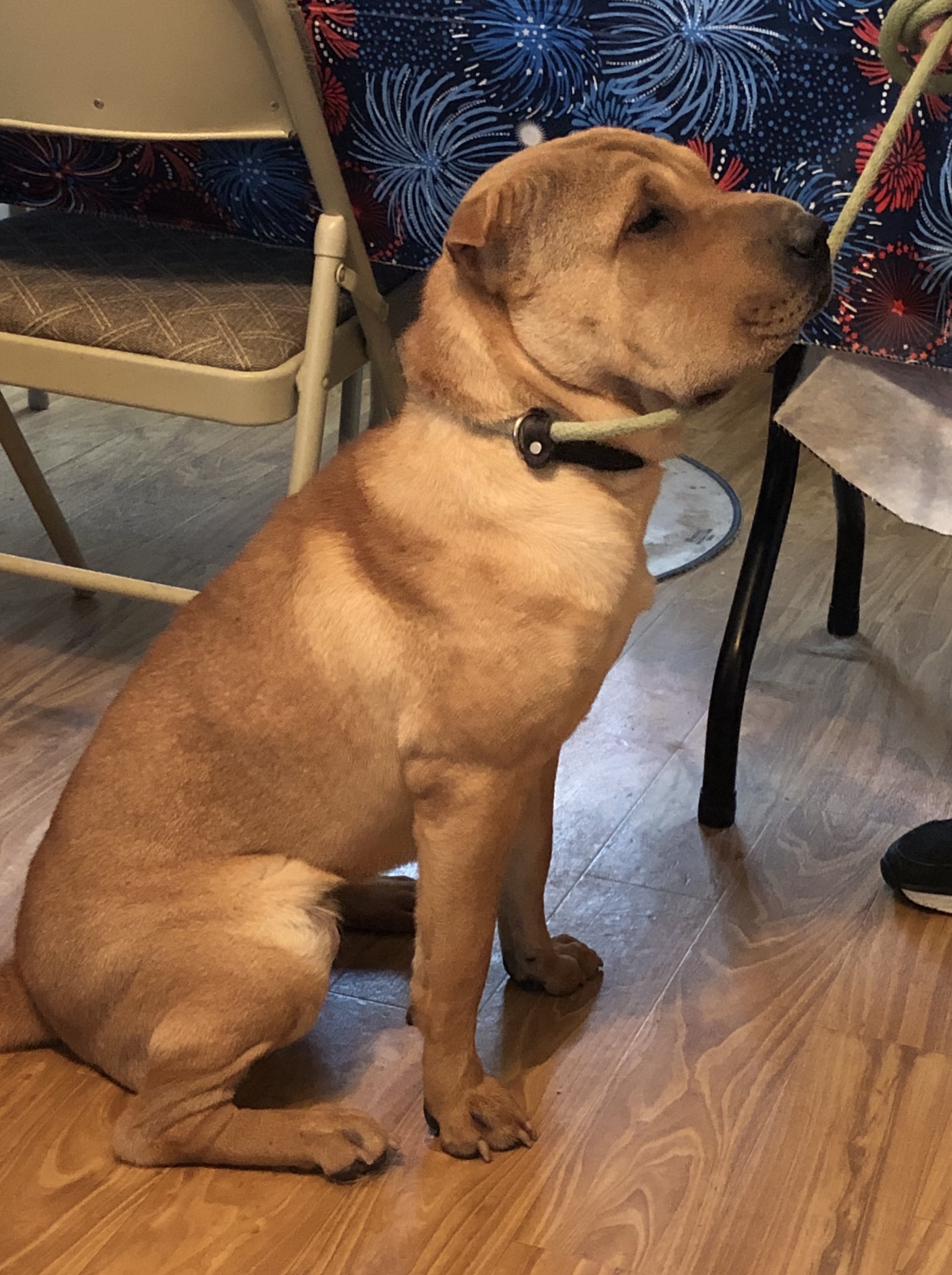 Enlarge Kenzi, a Adoptable Shar-Pei in Lancaster, PA image 2/3